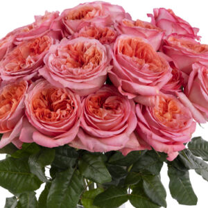 Ecuador rozen