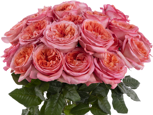 Ecuador rozen